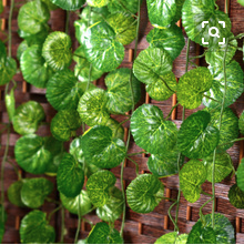 家里摆放空花瓶烂桃花