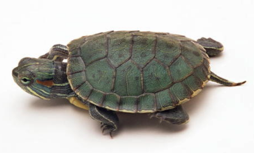 养乌龟风水问题