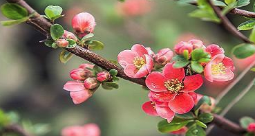 十二生肖桃花位