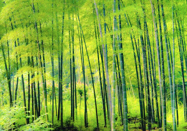 竹子招财