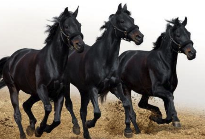 家中挂画增加财运