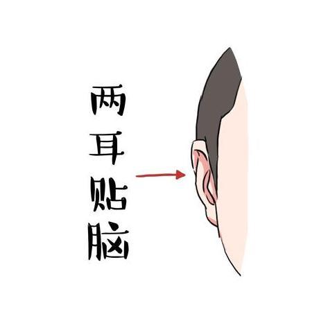 耳朵贴脑的人有很好的性格，头脑很聪明